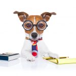 Here's an alt tag for the image: Dog accountant at work.