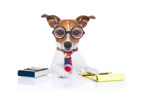 Here's a short alt tag for the image: `Dog accountant at work`